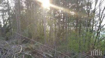 изсякоха борова гора парк златни пясъци нараства рискът потоп