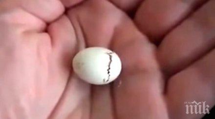 държи мъничко яйце ръката започна пропуква ахнах