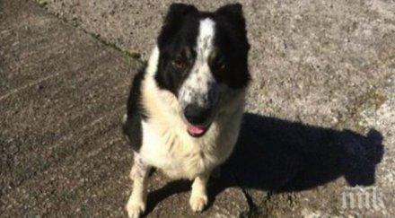 ловко куче подкара трактор магистрала снимка