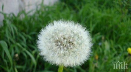 невероятно откритие раковите клетки разпадат часа чай глухарче коренът растение работи добре химиотерапията