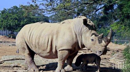 изтребват носорозите южна африка