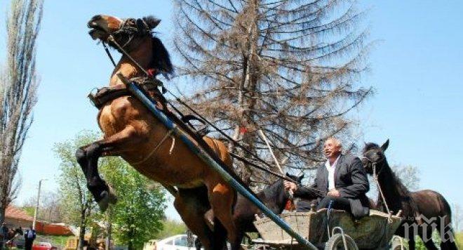 Мистерията край Разград се заплете! Конят на изчезналия дядо се върна, открили ченето му?