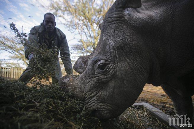 Последният мъжки бял носорог денонощно под охрана