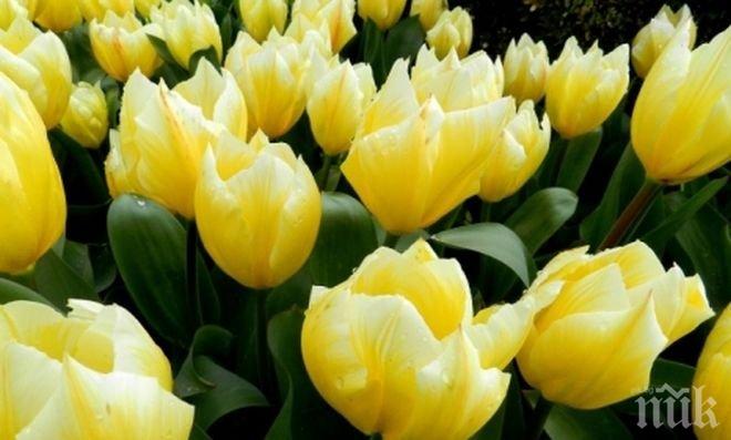 Пролетта най-накрая дойде! Чакат ни топли и слънчеви дни до края на април, градусите скачат трайно