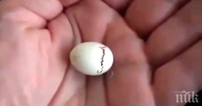 Той държи мъничко яйце в ръката си. Когато то започна да се пропуква, ахнах!