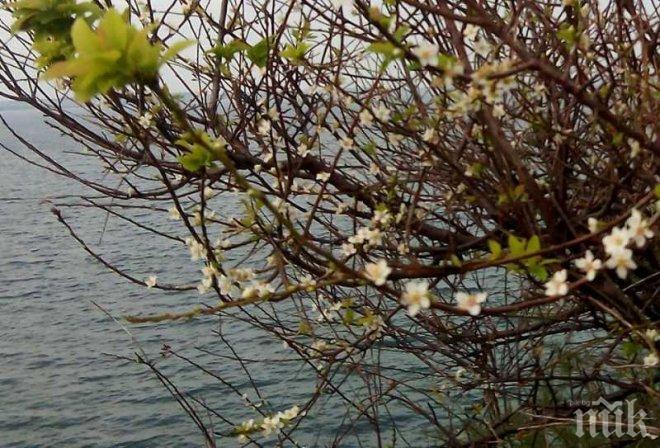 Родители и деца засадиха дръвчета в Гоце Делчев 