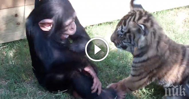 Това, което се случи, когато се срещнаха бебе тигър, бебе вълк и бебе шимпанзе, разтопи моето сърце!