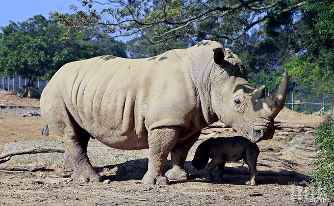 Изтребват носорозите в Южна Африка