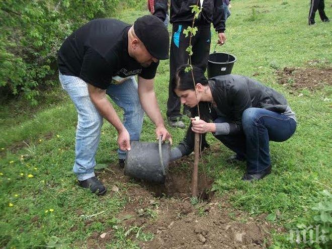 Засадиха 72 000 дървета в Бургас
