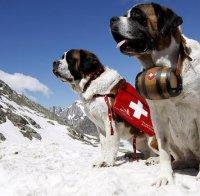 Кои са най-силните породи кучета в света