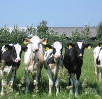 Био фермерите ще лекуват само с хомеопатия животните