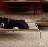 Кенгуру се мисли за куче, подава лапа и мрази котки