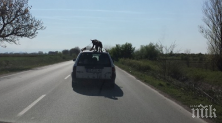 спипаха мъжа вързал тавана колата куче