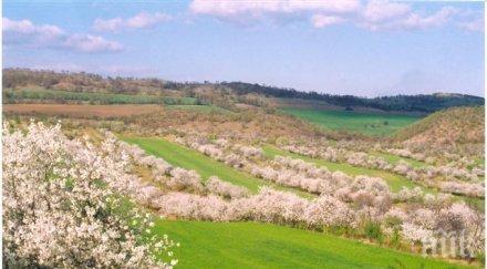 сезонът предлагане овощни дръвчета пазара приключва