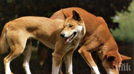 приютът бездомни кучета благоевград свободен капацитет