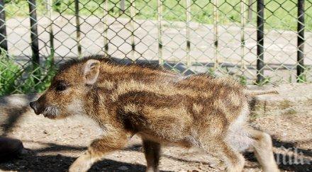 глиганчето найден новодомец зоопарка стара загора