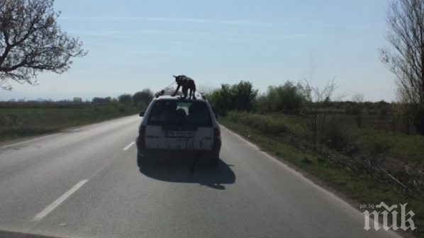 Спипаха мъжа, вързал на тавана на колата си куче