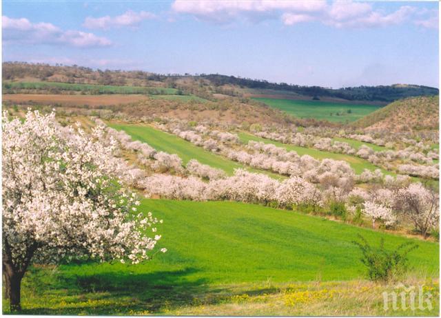 Сезонът за предлагане на овощни дръвчета на пазара приключва