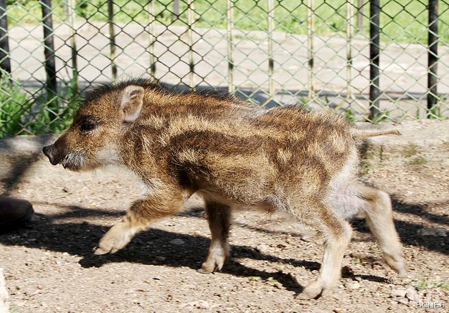Глиганчето Найден е новодомец в зоопарка на Стара Загора