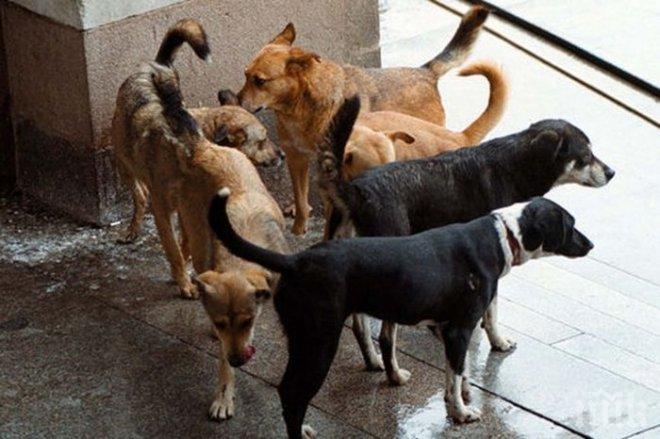 Общината в Русе плаща 1100 лева обезщетение на ученик, нападнат от улично куче