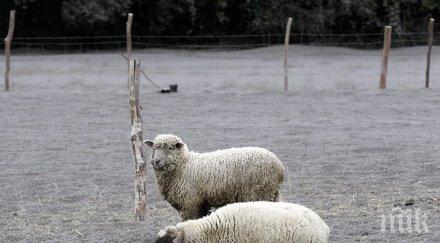 вулканична пепел мъчи хора животни чили