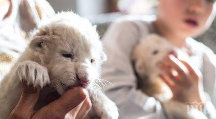 компания предлага месечно сафари