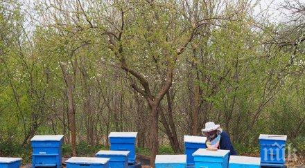 пчеларите готвят новия сезон