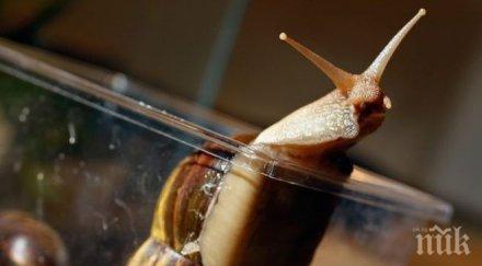 започва сезонът охлювите изкупвачи подават уведомления риосв