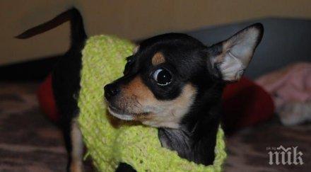 шокиращо зверство бургазлийка уби одра сготви пинчера картофи горда себе качи снимки фейсбук