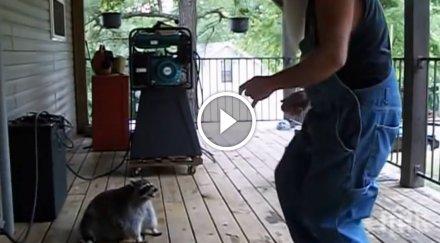 човек танцуваше докато една миеща мечка приближи