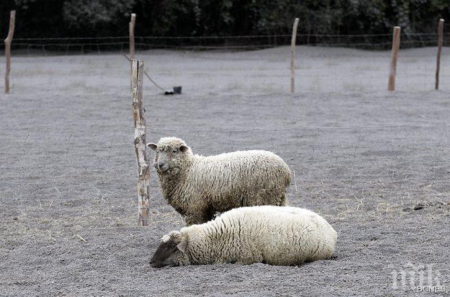 Вулканична пепел мъчи хора и животни в Чили 