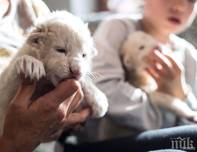 Компания предлага 6-месечно сафари