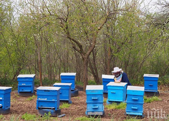 Пчеларите се готвят за новия сезон
