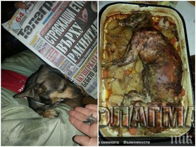 Гори жесток скандал! 
ПИК разкри мистерията със сготвения пинчер! Собственичката на кучето подложена на тормоз! Вижте истината за изяденото животно!