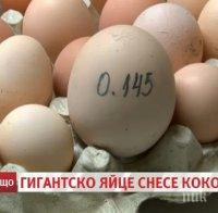 Щастлива българска кокошка снесе огромно яйце... за втори път (снимка)