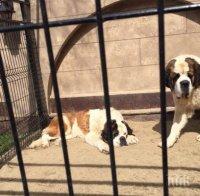 Съветници спориха, кой да управлява кучешкия приют в Шумен