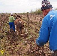 В 21 век у нас все още земята се обработва с магаре и рало (снимка)