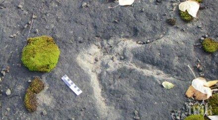 динозавърска магистрала 100 млн години беше открита канада