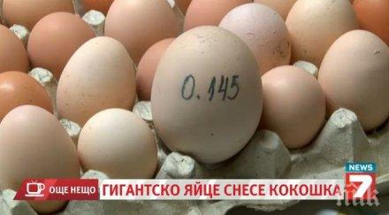 щастлива българска кокошка снесе огромно яйце втори път снимка