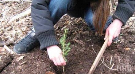 садят дървета любимец