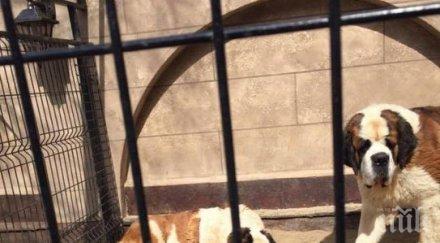 съветници спориха управлява кучешкия приют шумен