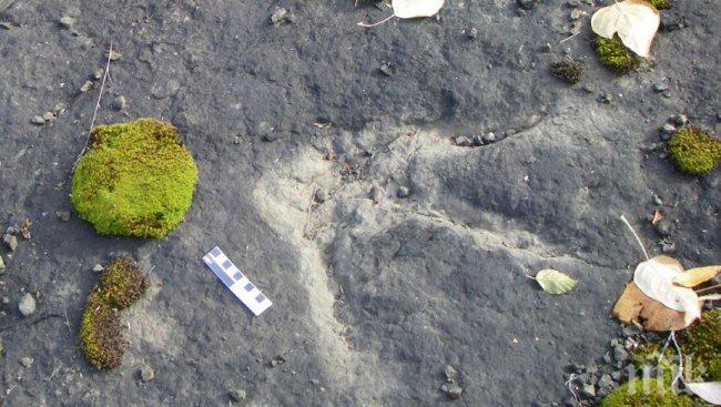 Динозавърска магистрала на 100 млн. години беше открита в Канада