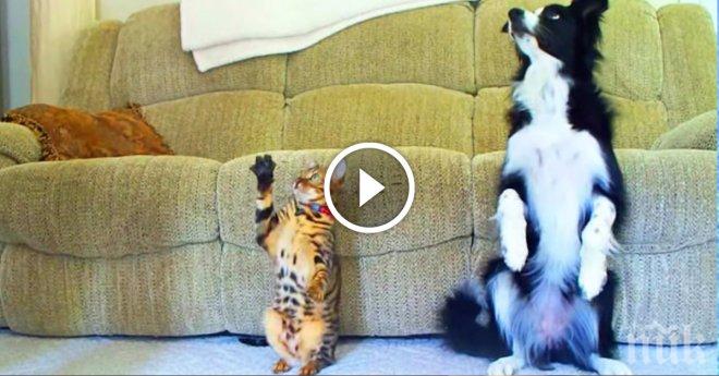 Гледай внимателно тези двама приятели. Те имат скрити таланти, за които дори не си подозирал!