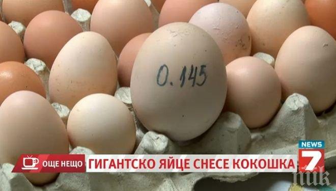 Щастлива българска кокошка снесе огромно яйце... за втори път (снимка)
