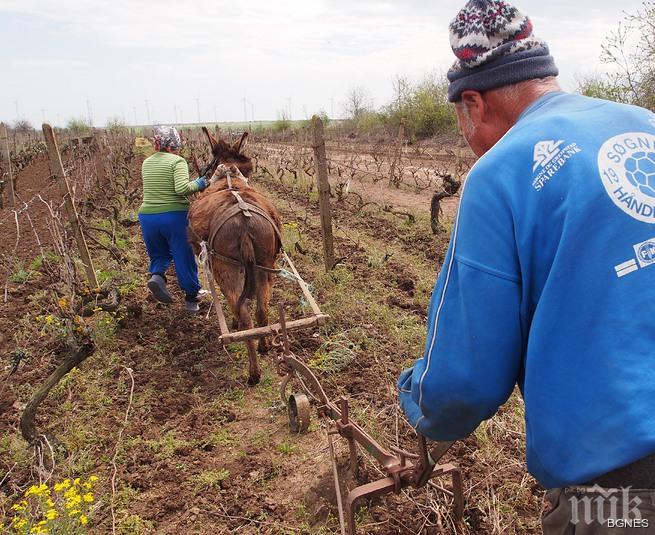 В 21 век у нас все още земята се обработва с магаре и рало (снимка)