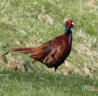 300 фазана са разселили ловците от Ловно-рибарското сдружение в Дулово