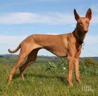 В България има 13 регистрирани екземпляра с родословие от рядката порода фараоново куче