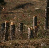 Откриха камион с незаконни дърва