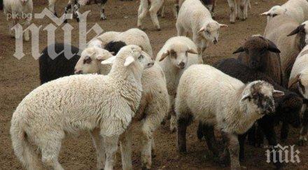 мерцедесите бойко заблеят