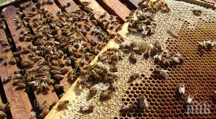 пчелари получат средства купуване кошери